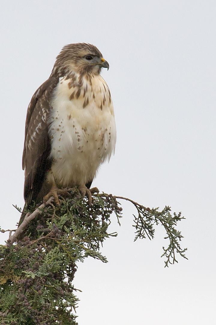 Mäusebussard im Herbst